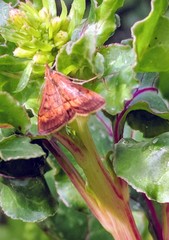 Pyrausta californicalis