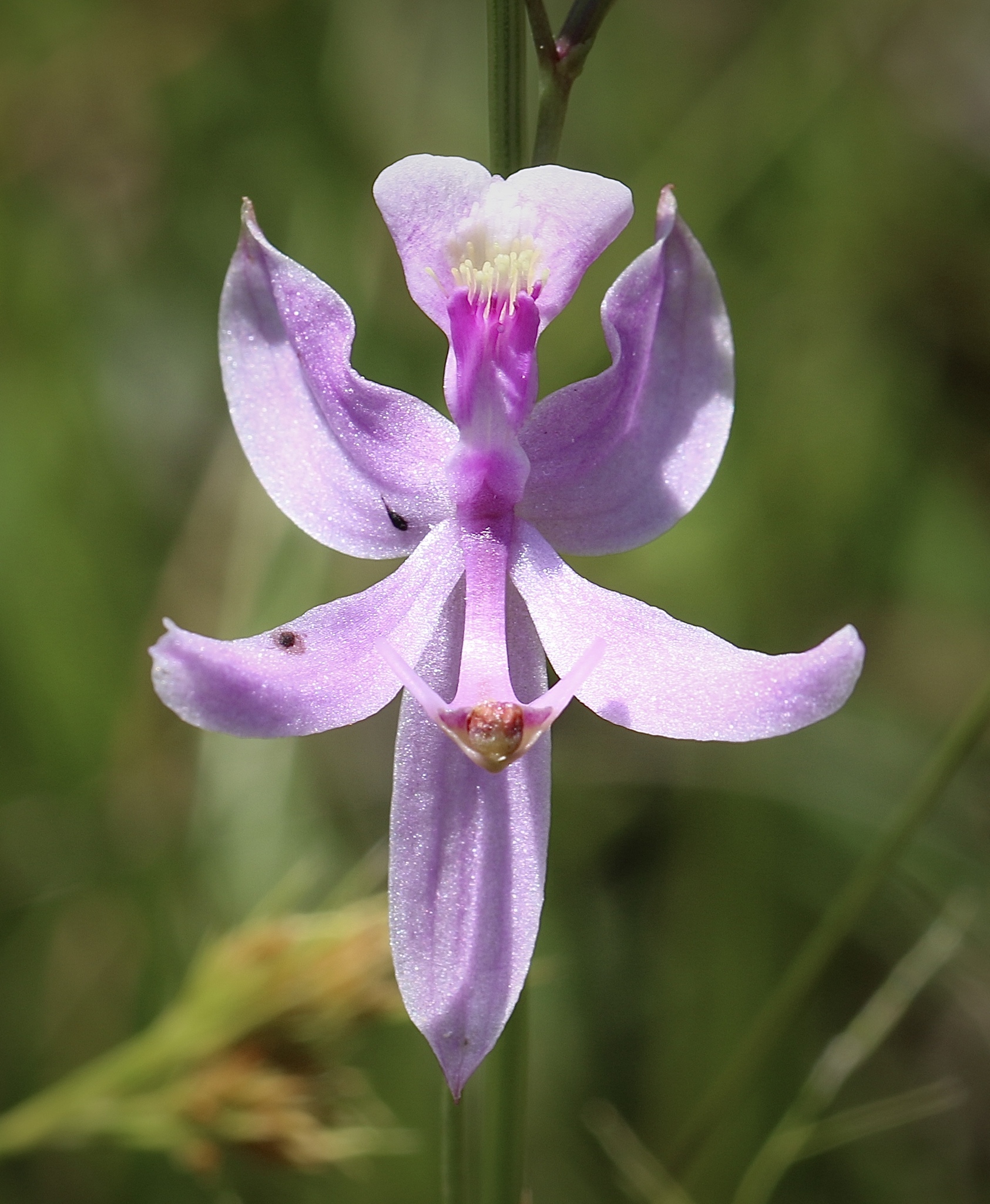 Calopogon pallidus