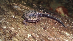 Plethodon welleri