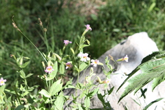 Erythranthe erubescens