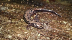 Plethodon welleri