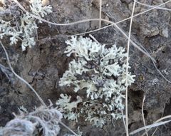 Xanthoparmelia camtschadalis