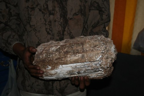 Mammuthus columbi
