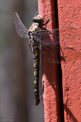 iNaturalist observation photo of Black Petaltail
