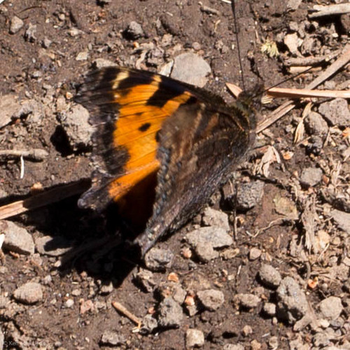 iNaturalist observation photo of California Tortoiseshell