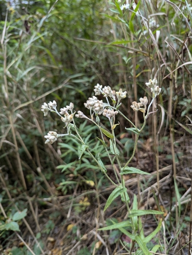 Image of Pseudognaphalium macounii by no rights reserved