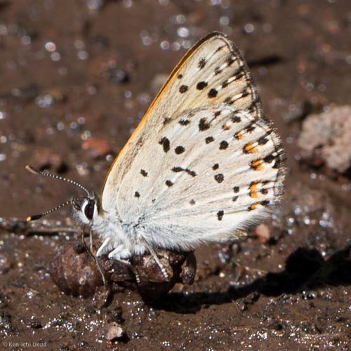 iNaturalist observation photo of Gorgon Copper