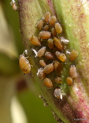 Aphis asclepiadis