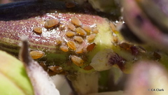 Aphis asclepiadis