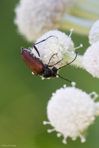 iNaturalist observation photo of Anastrangalia sanguinea