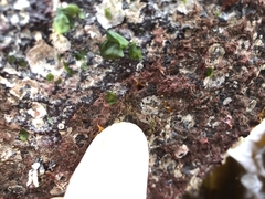 Rhodochorton purpureum