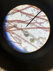 Rhodochorton purpureum