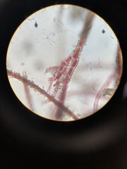 Rhodochorton purpureum