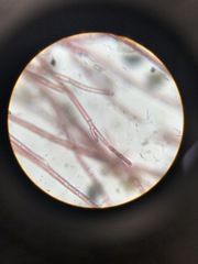 Rhodochorton purpureum
