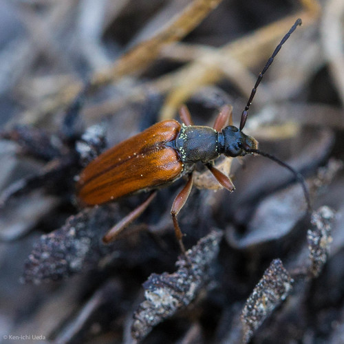 iNaturalist observation photo of Alosterna rubida