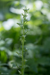 Platanthera sparsiflora