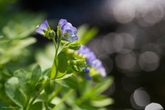 Polemonium californicum