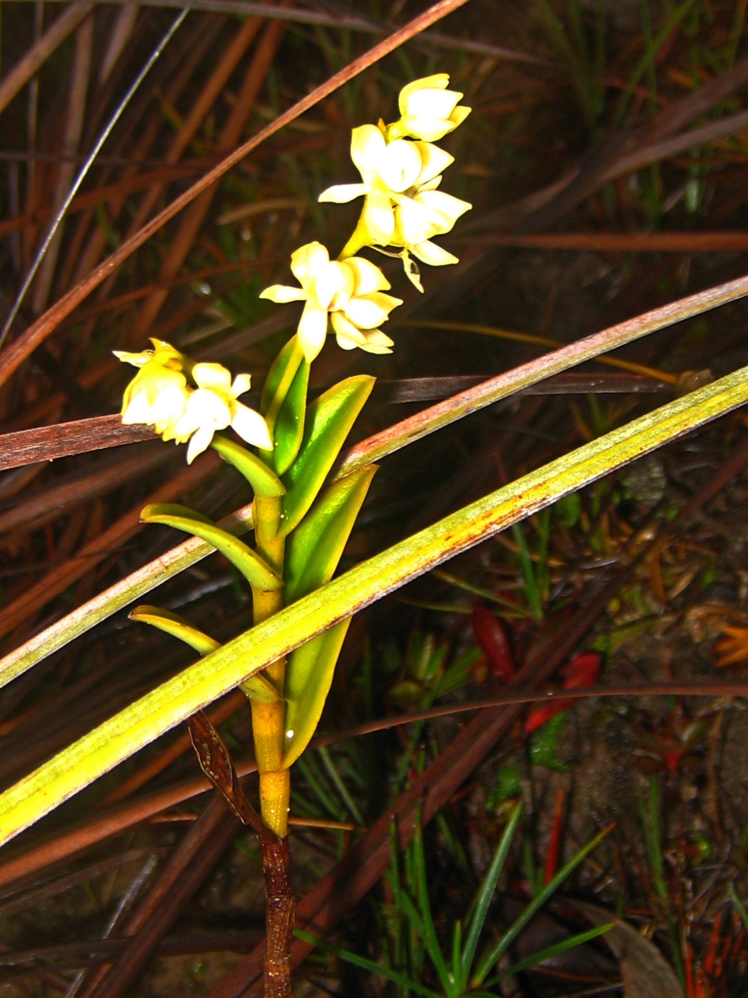 Epidendrum ulei Cogn. 2