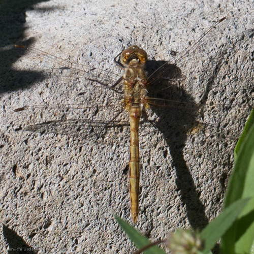iNaturalist observation photo of Striped Meadowhawk