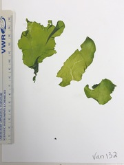 Ulva californica