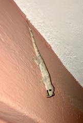 Hemidactylus mabouia