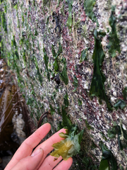 Ulva californica