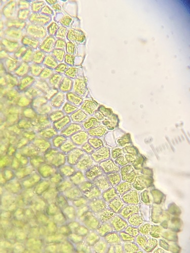 Image of Ulva californica by (c) Bridgette Clarkston, some rights reserved (CC BY-SA)