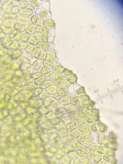 Ulva californica
