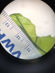 Ulva californica