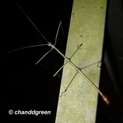 Phraortes stomphax