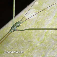 Phraortes stomphax