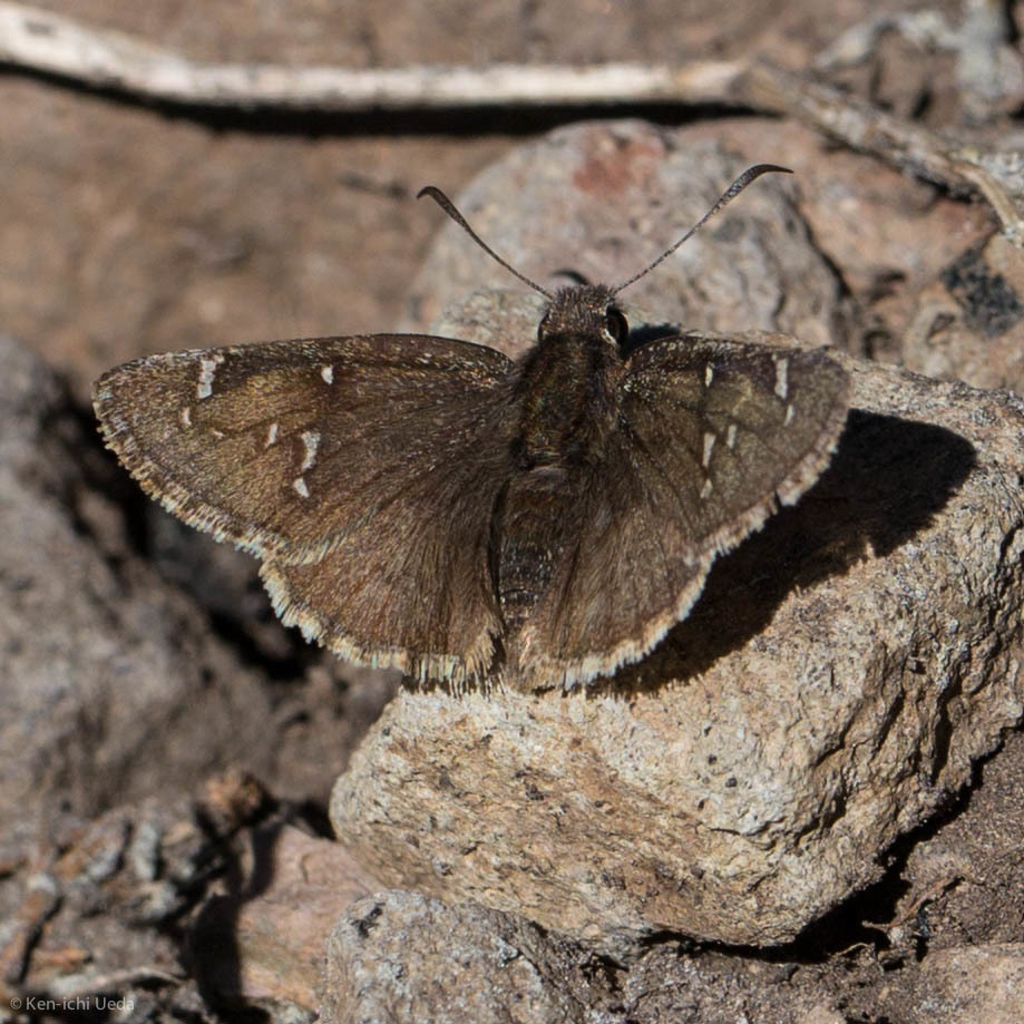 Nevada Cloudywing (Insects and Arachnids of Chatfield State Park