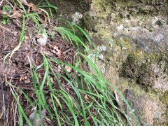 Arthropodium candidum