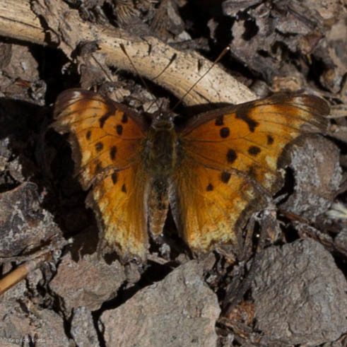 iNaturalist observation photo of Hoary Comma