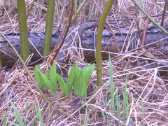 Allium ochotense