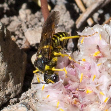 iNaturalist observation photo of Tenthredo