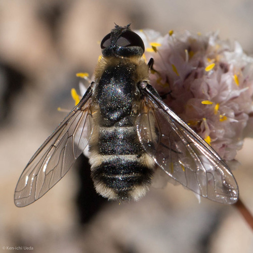 iNaturalist observation photo of Bee Flies