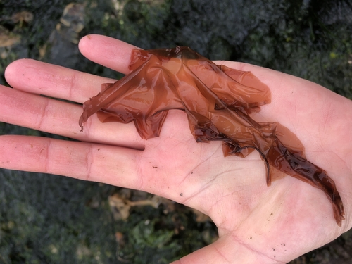 Wildemania amplissima observed 2019-06-05