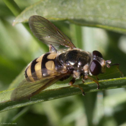 iNaturalist observation photo of Western Wood Fly