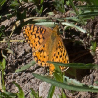 iNaturalist observation photo of Greater Fritillaries
