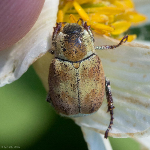 iNaturalist observation photo of Hoplia