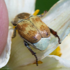 Hoplia