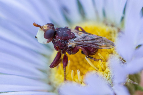 iNaturalist observation photo of Myopa