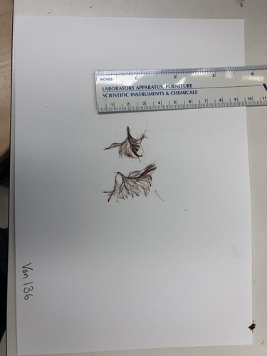Polysiphonia pacifica observed 2019-06-05