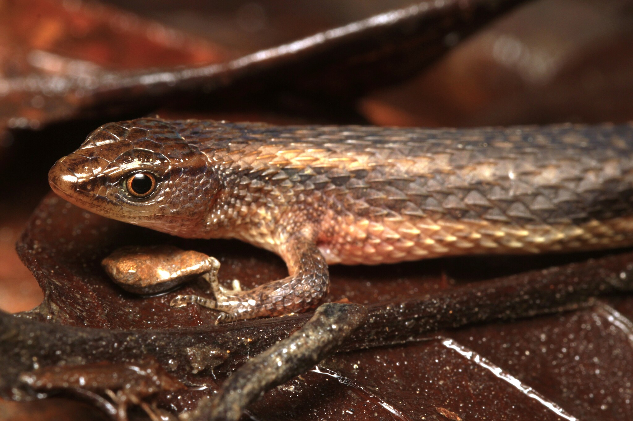 Alopoglossus angulatus (Linnaeus, 1758)