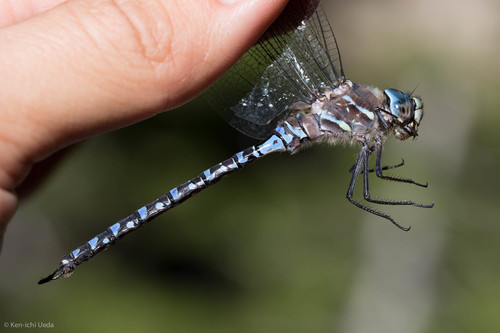 iNaturalist observation photo of Variable Darner