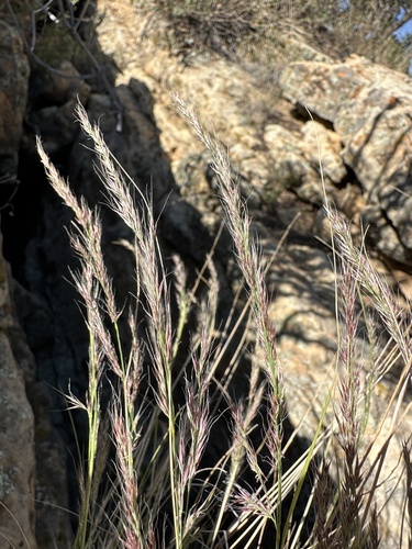 few-flowered muhly (Muhlenbergia pauciflora)