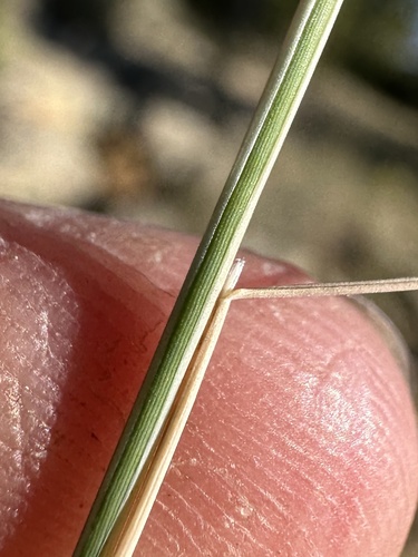 Image of Muhlenbergia pauciflora by (c) Matt Berger, some rights reserved (CC BY)