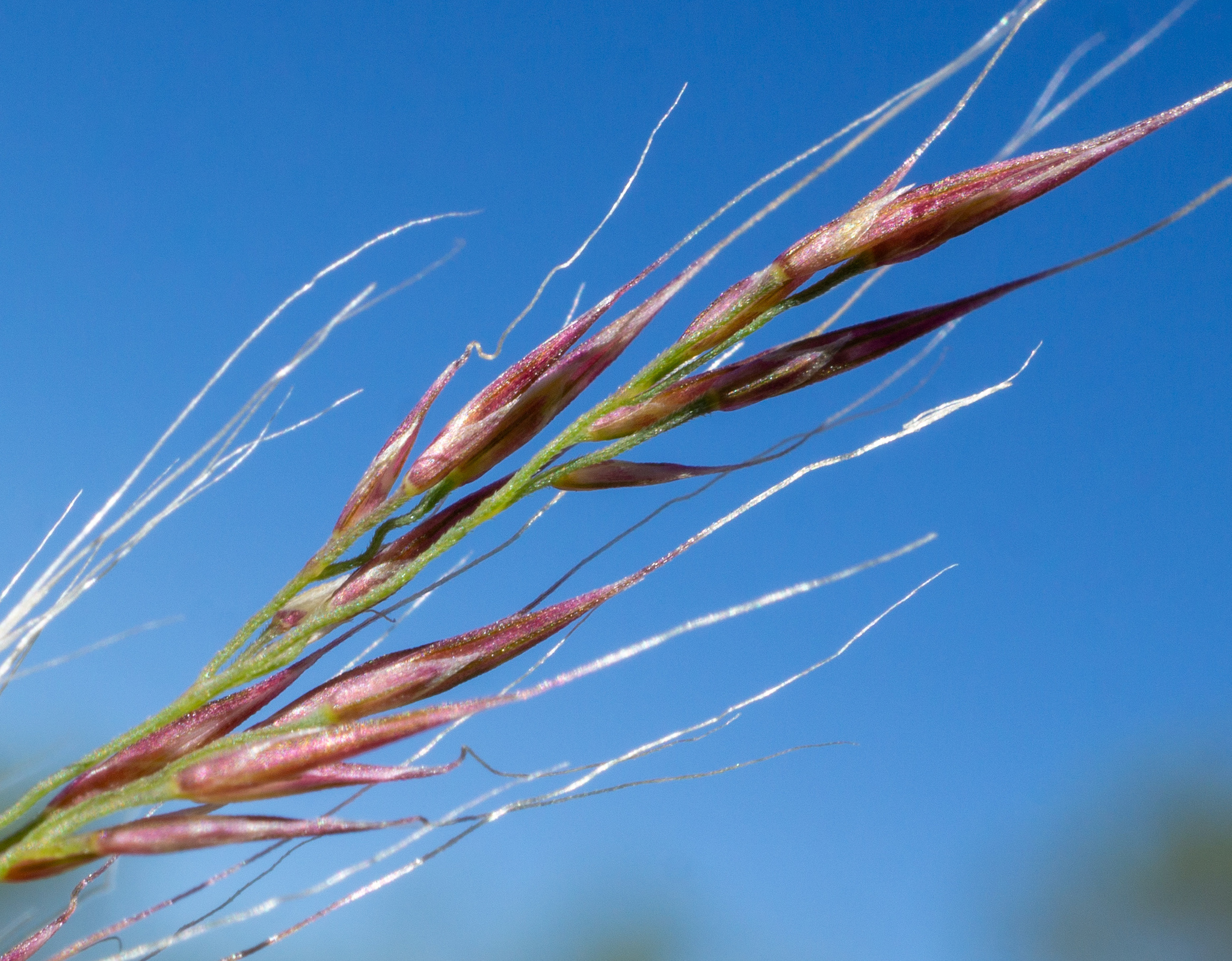 Muhlenbergia pauciflora