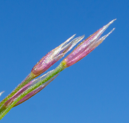 Image of Muhlenbergia pauciflora by (c) Matt Berger, some rights reserved (CC BY)